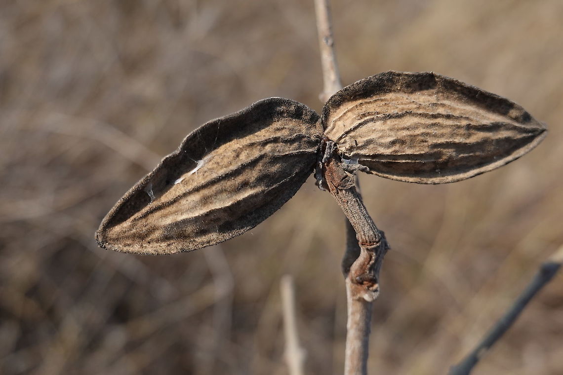 Cryptostegia madagascariensis W Madagascar, Baobab forests near Morondava Cryptostegia madagascariensis,Geotagged,Madagascar,Purple rubber vine,Spring