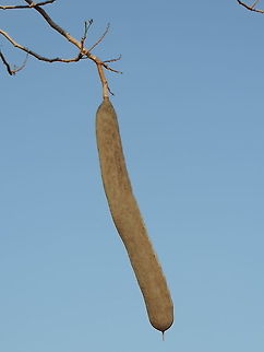 Delonix decaryi W Madagascar, Ifaty Delonix decaryi,Geotagged,Madagascar,Spring