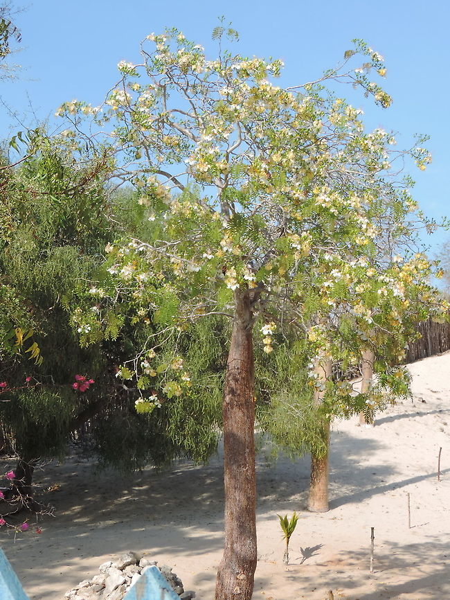 Delonix decaryi W Madagascar, Ifaty Delonix decaryi,Geotagged,Madagascar,Spring