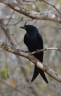 Dicrurus forficatus W Madagascar, Krinidy Crested drongo,Dicrurus forficatus,Geotagged,Madagascar,Spring