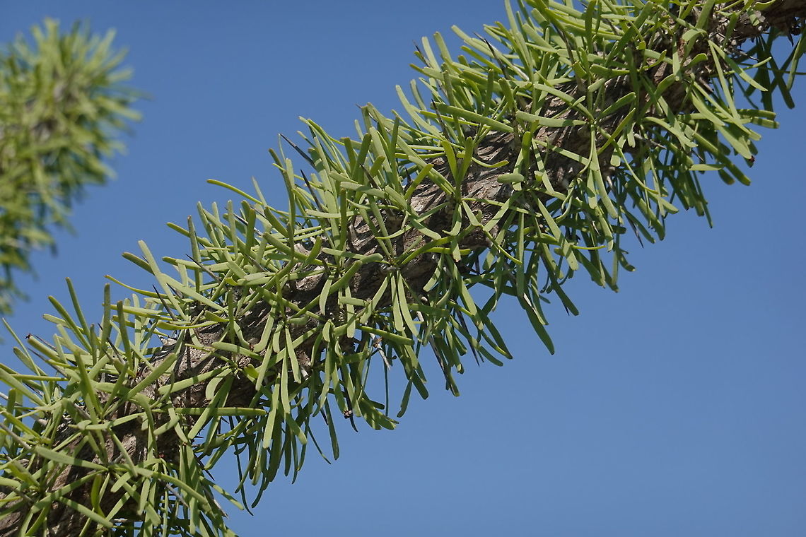 Didiera madagascariensis W Madagascar Didiera madagascariensis,Didierea madagascariensis,Geotagged,Madagascar,Spring