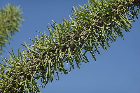 Didiera madagascariensis W Madagascar Didiera madagascariensis,Didierea madagascariensis,Geotagged,Madagascar,Spring