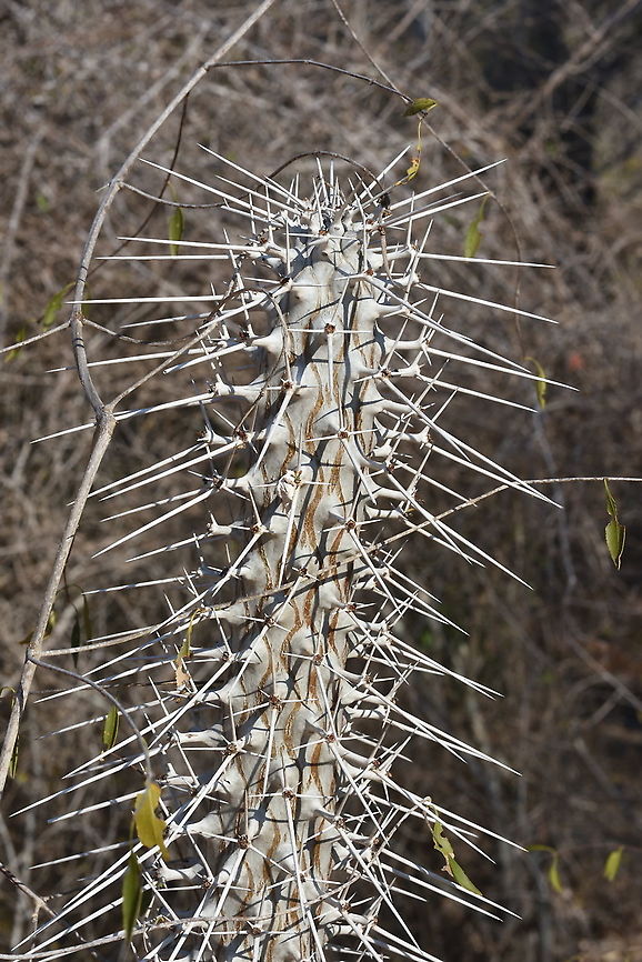 Didiera madagascariensis W Madagascar, Ifaty Didiera madagascariensis,Didierea madagascariensis,Geotagged,Madagascar,Spring