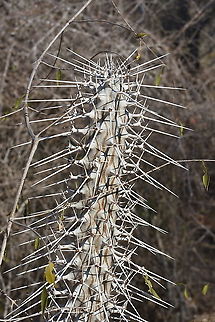Didiera madagascariensis W Madagascar, Ifaty Didiera madagascariensis,Didierea madagascariensis,Geotagged,Madagascar,Spring