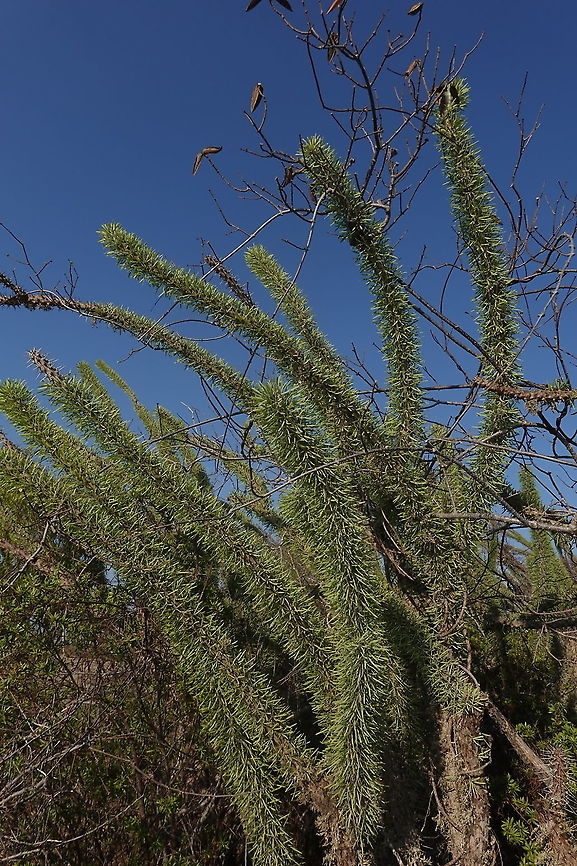 Didiera madagascariensis W Madagascar Didiera madagascariensis,Didierea madagascariensis,Geotagged,Madagascar,Spring