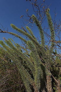 Didiera madagascariensis W Madagascar Didiera madagascariensis,Didierea madagascariensis,Geotagged,Madagascar,Spring