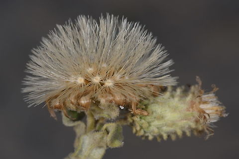 Distephanus antandroy W Madagascar Distephanus antandroy,Geotagged,Madagascar,Spring