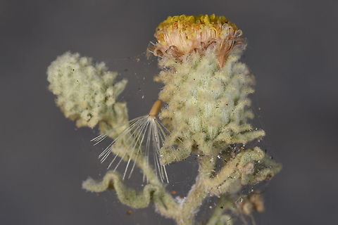 Distephanus antandroy W Madagascar Distephanus antandroy,Geotagged,Madagascar,Spring