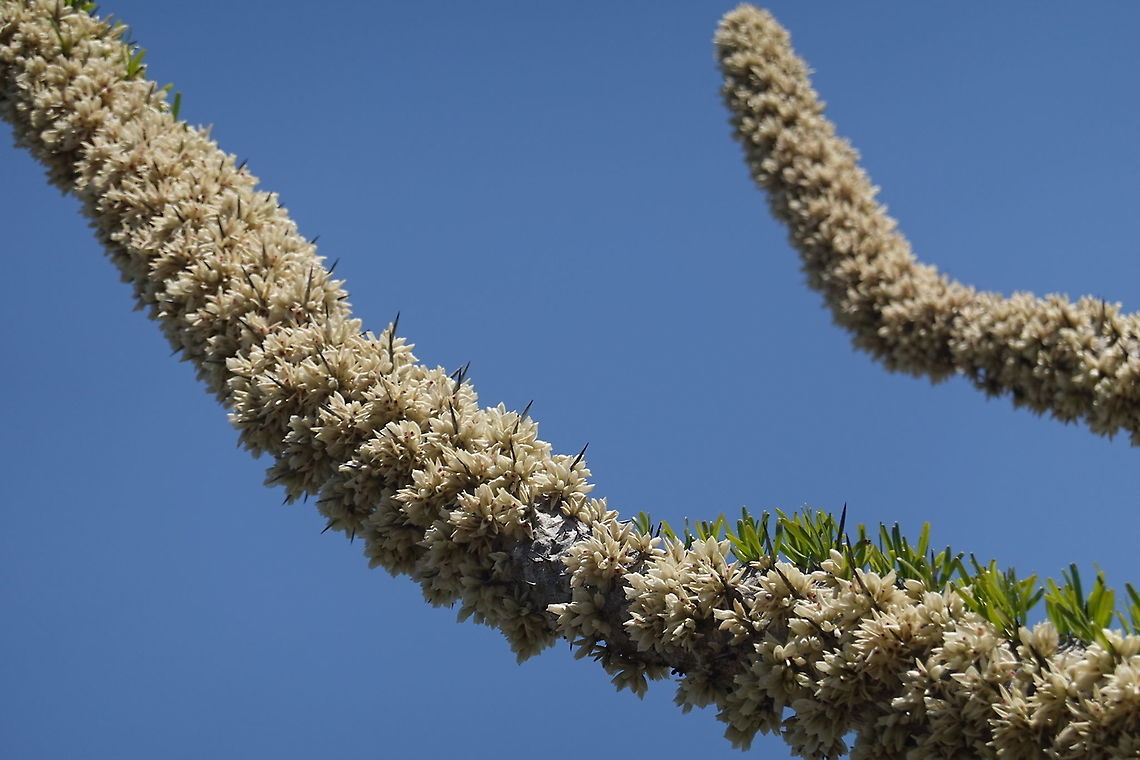 Didierea trollii W Madagascar Didierea trollii,Geotagged,Madagascar,Spring