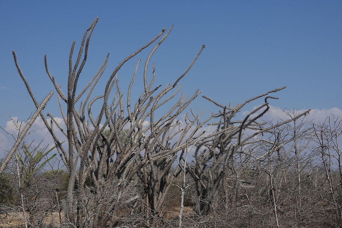 Didierea madagascariensis W Madagascar Didiera madagascariensis,Didierea madagascariensis,Geotagged,Madagascar,Spring
