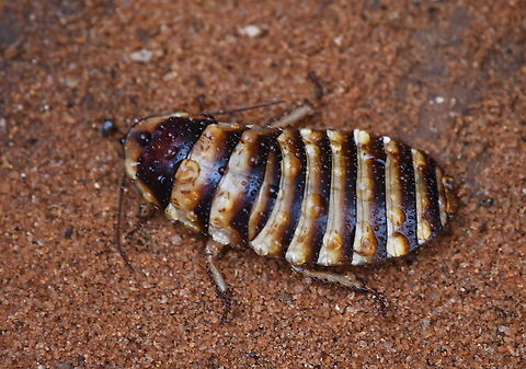 Elliptorhina javanica Madagascar, Berenty Elliptorhina javanica,Geotagged,Madagascar,Spring