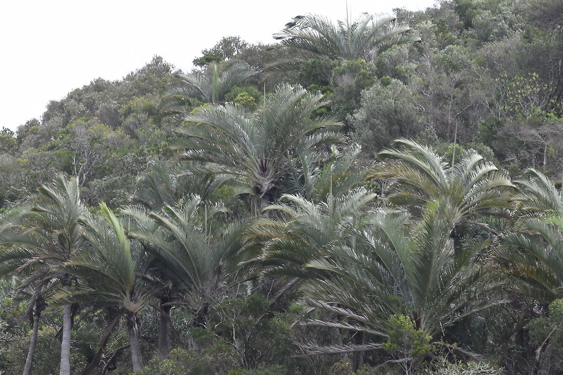 Dypsis decaryi Madagascar, road to Berenty Dypsis decaryi,Geotagged,Madagascar,Spring