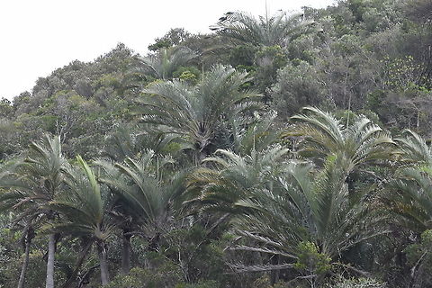 Dypsis decaryi Madagascar, road to Berenty Dypsis decaryi,Geotagged,Madagascar,Spring