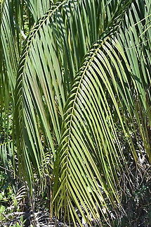 Dypsis onilahensis Madagascar, Isalo Dypsis onilahensis,Geotagged,Madagascar,Spring