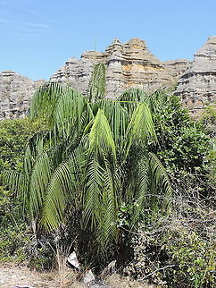 Dypsis onilahensis Madagascar, Isalo Dypsis onilahensis,Geotagged,Madagascar,Spring