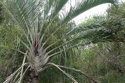 Dypsis decaryi Madagascar, road to Berenty Dypsis decaryi,Geotagged,Madagascar,Spring