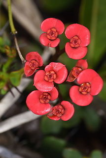 Euphorbia milii S Madagascar, NE of Fort Dauphin Crown of thorns,Euphorbia milii,Geotagged,Madagascar,Spring