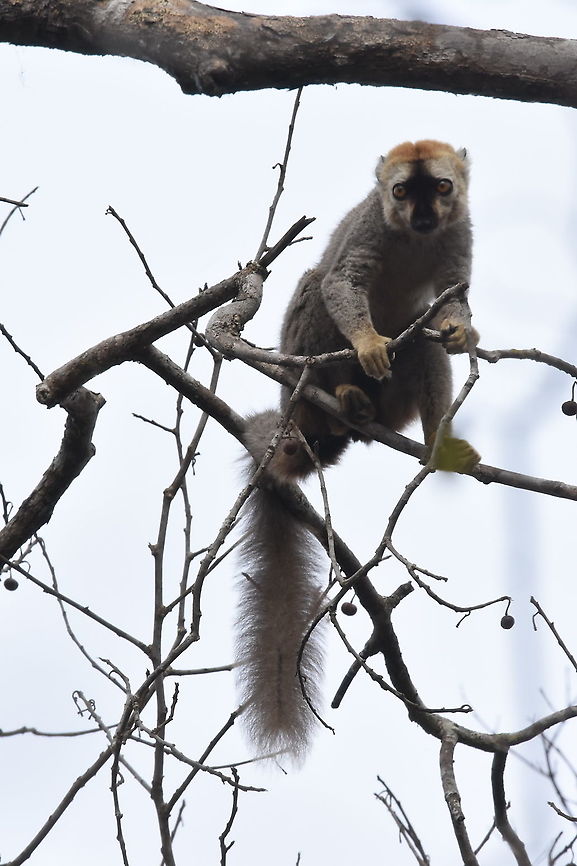 Eulemur rufifrons W Madagascar, Krinidy Eulemur rufifrons,Geotagged,Madagascar,Southern red-fronted brown lemur,Spring