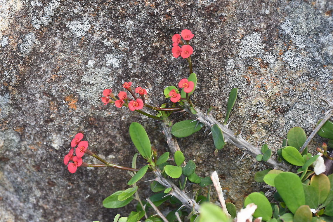 Euphorbia milii S Madagascar, NE of Fort Dauphin Crown of thorns,Euphorbia milii,Geotagged,Madagascar,Spring