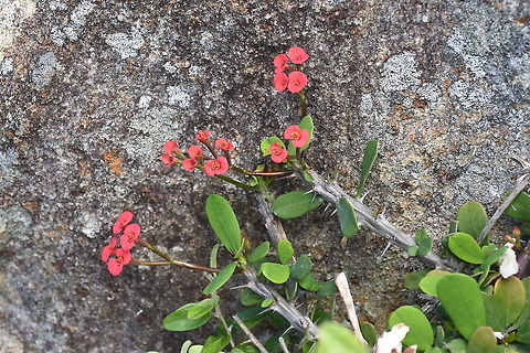 Euphorbia milii S Madagascar, NE of Fort Dauphin Crown of thorns,Euphorbia milii,Geotagged,Madagascar,Spring