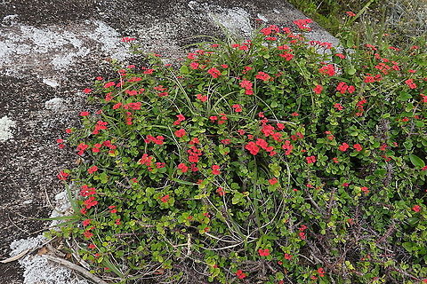 Euphorbia milii S Madagascar, NE of Fort Dauphin Crown of thorns,Euphorbia milii,Geotagged,Madagascar,Spring