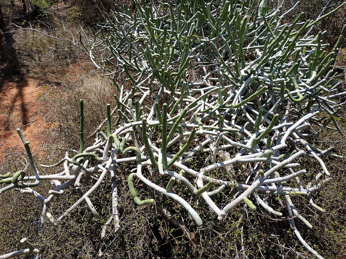 Euphorbia alluaudii  Euphorbia alluaudii,Geotagged,Madagascar,Spring