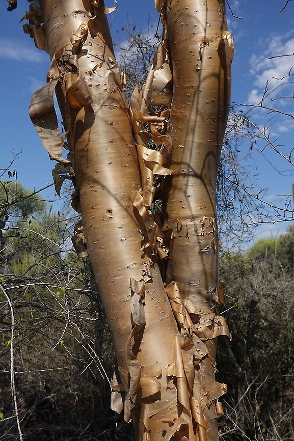 Euphorbia plagiantha Madagascar, road to Berenty Euphorbia plagiantha,Geotagged,Madagascar,Spring