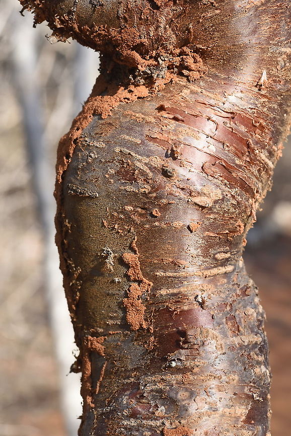 Euphorbia pervilleana W Madagascar, Ifaty Euphorbia pervilleana,Geotagged,Madagascar,Spring