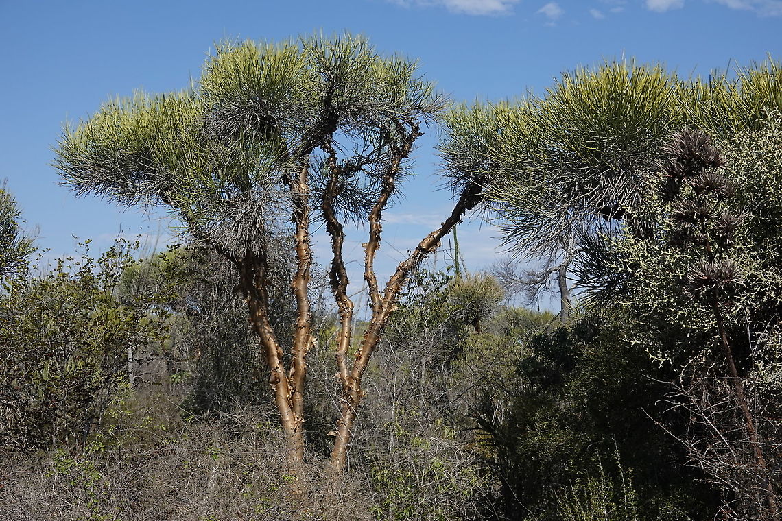 Euphorbia plagiantha Madagascar, road to Berenty Euphorbia plagiantha,Geotagged,Madagascar,Spring