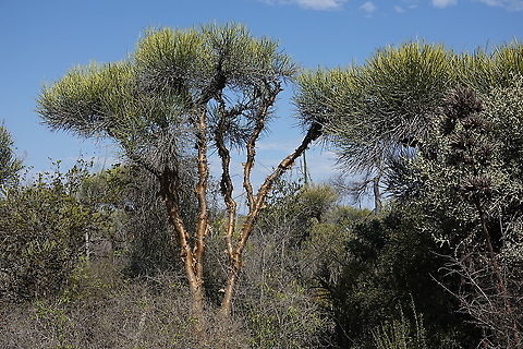 Euphorbia plagiantha Madagascar, road to Berenty Euphorbia plagiantha,Geotagged,Madagascar,Spring