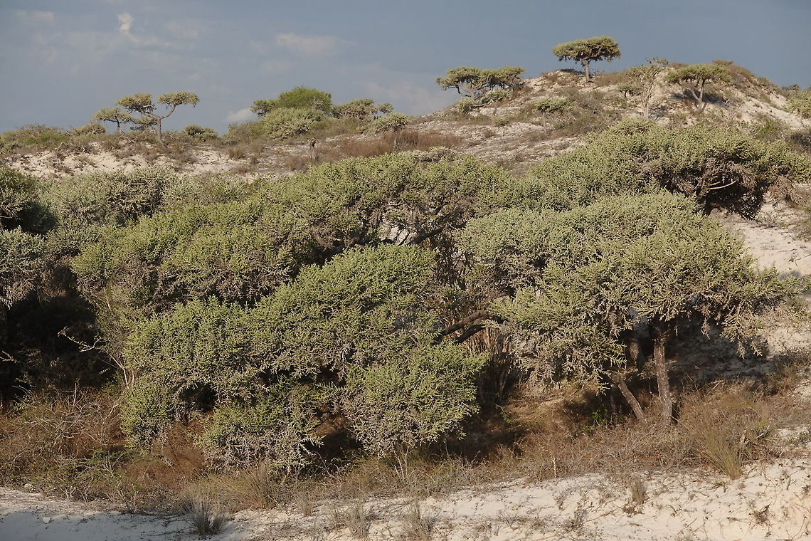 Euphorbia stenoclada W Madagascar Euphorbia stenoclada,Geotagged,Madagascar,Spring