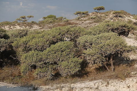 Euphorbia stenoclada W Madagascar Euphorbia stenoclada,Geotagged,Madagascar,Spring