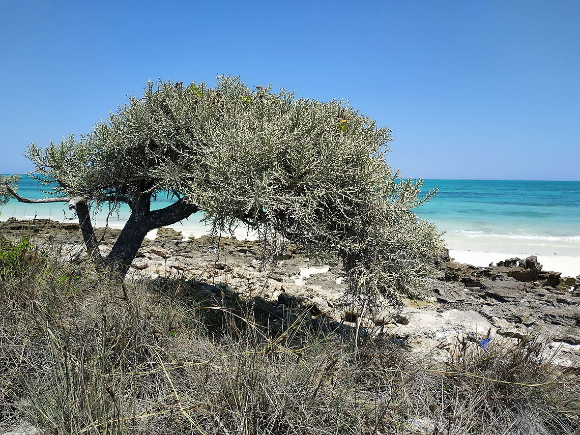 Euphorbia stenoclada W Madagascar Euphorbia stenoclada,Geotagged,Madagascar,Spring