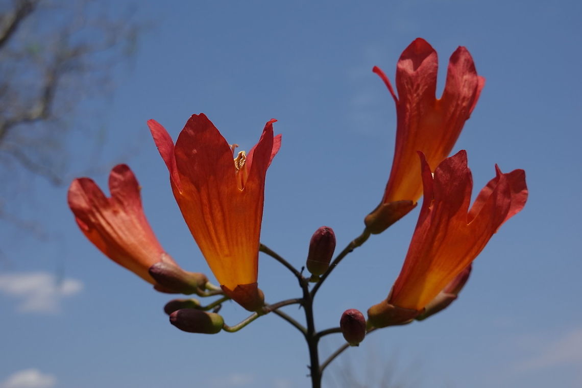 Fernandoa madagascariensis W Madagascar, Baobab forests near Morondava Fernandoa madagascariensis,Geotagged,Madagascar,Spring
