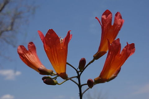 Fernandoa madagascariensis W Madagascar, Baobab forests near Morondava Fernandoa madagascariensis,Geotagged,Madagascar,Spring