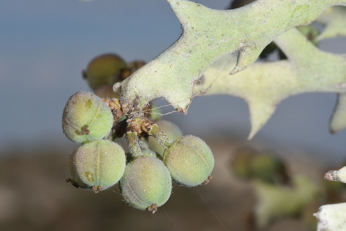 Euphorbia stenoclada W Madagascar Euphorbia stenoclada,Geotagged,Madagascar,Spring