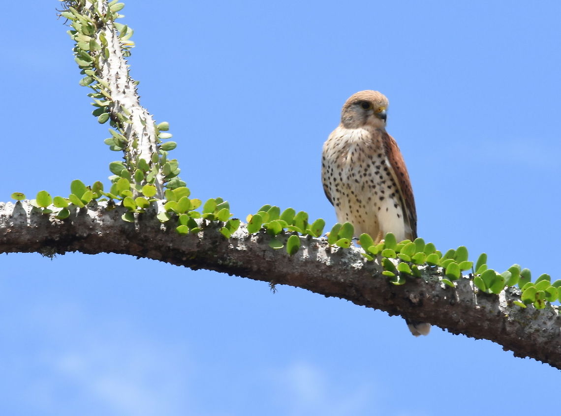 Falco newtoni Madagascar, Berenty Falco newtoni,Geotagged,Madagascar,Malagasy Kestrel,Spring