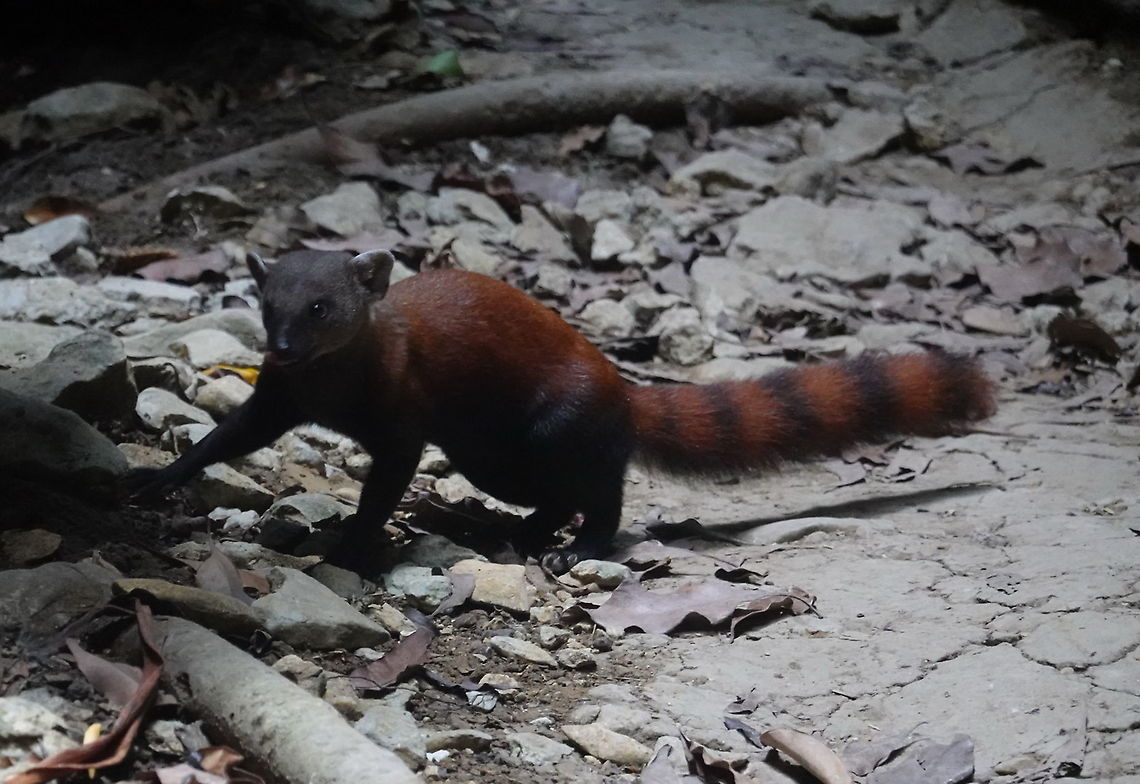 Galidia elegans Madagascar, Tsingy Galidia elegans,Geotagged,Madagascar,Ring-tailed mongoose,Spring