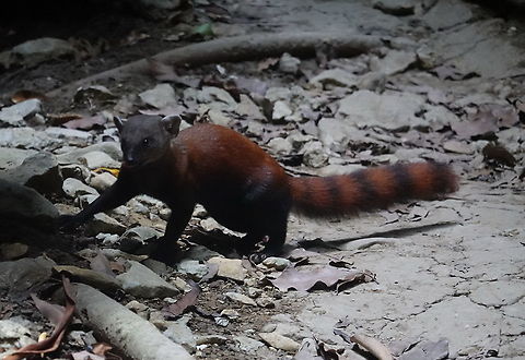 Galidia elegans Madagascar, Tsingy Galidia elegans,Geotagged,Madagascar,Ring-tailed mongoose,Spring
