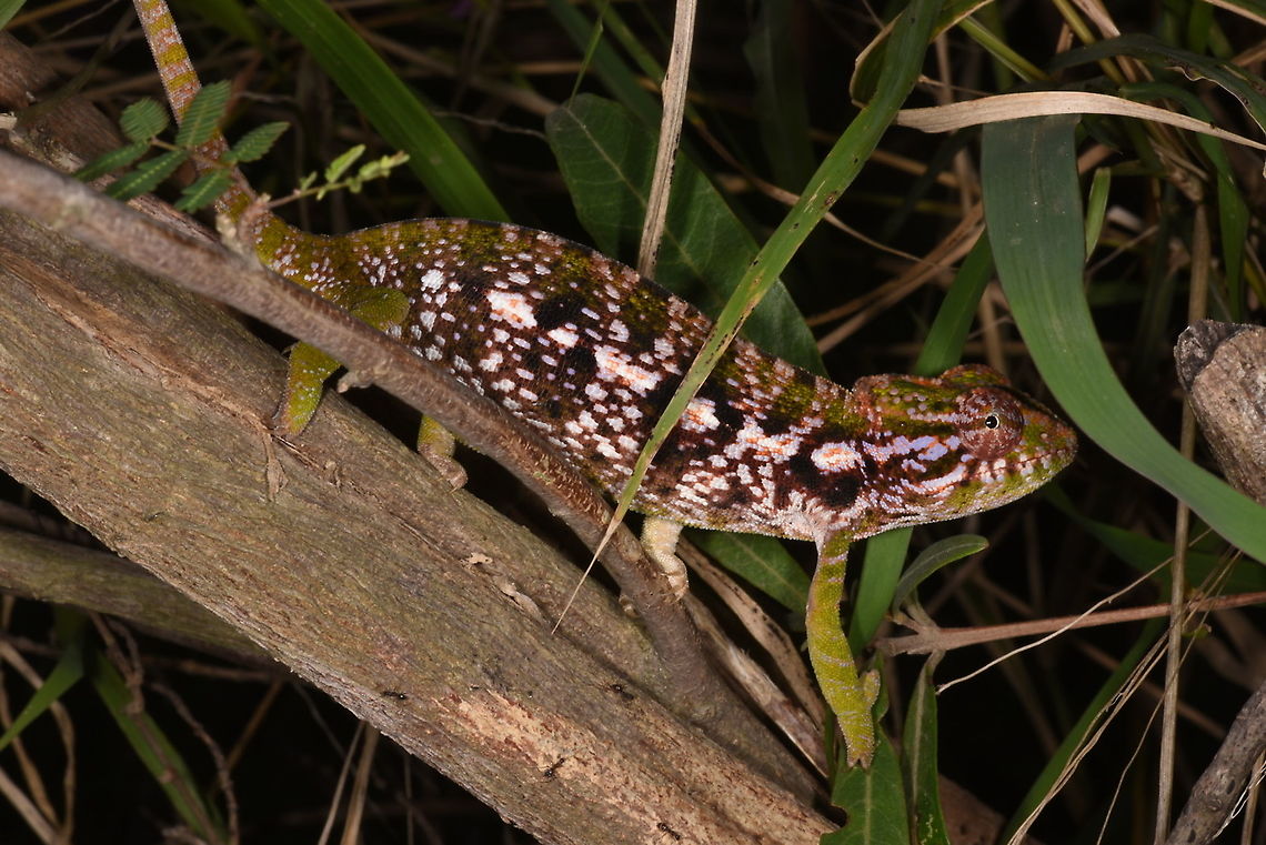 Furcifer major Madagascar, road to Berenty Furcifer major,Geotagged,Madagascar,Southern Carpet Chameleon,Spring