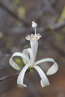 Humbertioturraea grandidieri Zombitse Vohibasia forest Geotagged,Humbertioturraea grandidieri,Madagascar,Spring