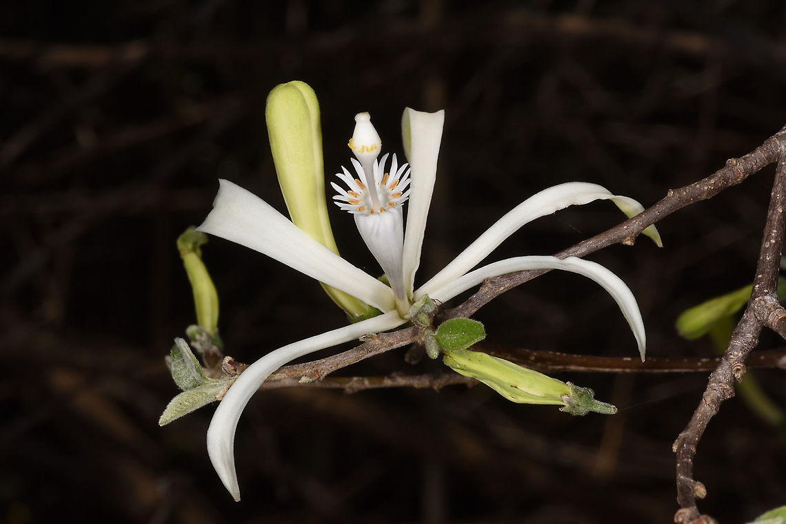 Humbertioturraea grandidieri Zombitse Vohibasia forest Geotagged,Humbertioturraea grandidieri,Madagascar,Spring