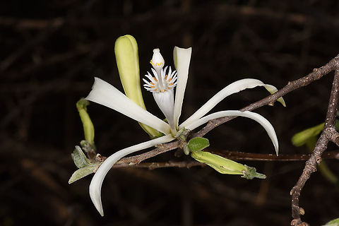 Humbertioturraea grandidieri Zombitse Vohibasia forest Geotagged,Humbertioturraea grandidieri,Madagascar,Spring