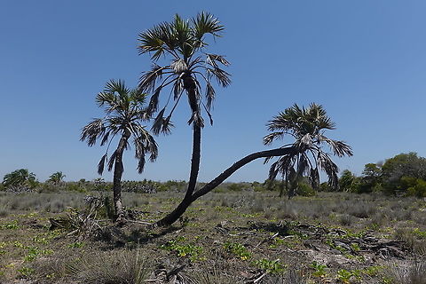 Hyphaene coriacea W Madagascar Geotagged,Hyphaene coriacea,Lala palm,Madagascar,Spring