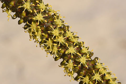 Hyphaene coriacea Madagascar, Morondava Geotagged,Hyphaene coriacea,Lala palm,Madagascar,Spring