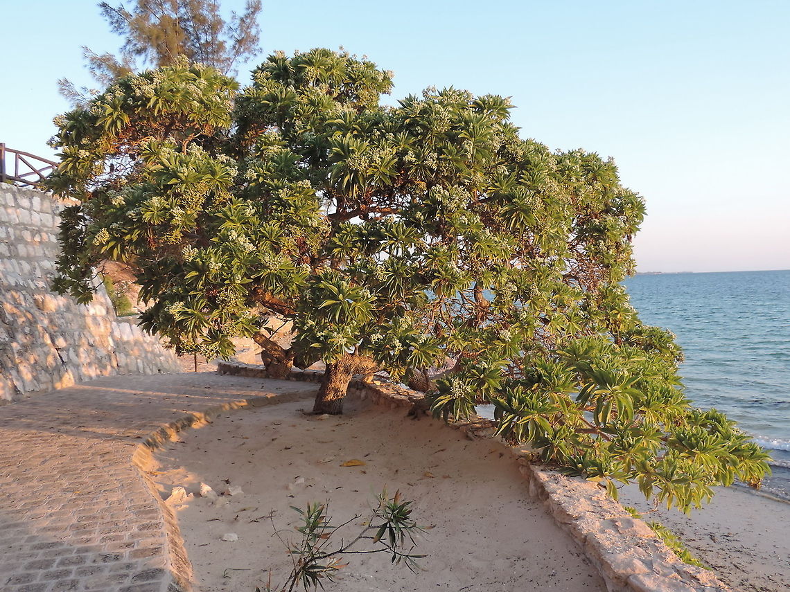 Heliotropium arboreum W Madagascar, Ifaty Heliotropium arboreum