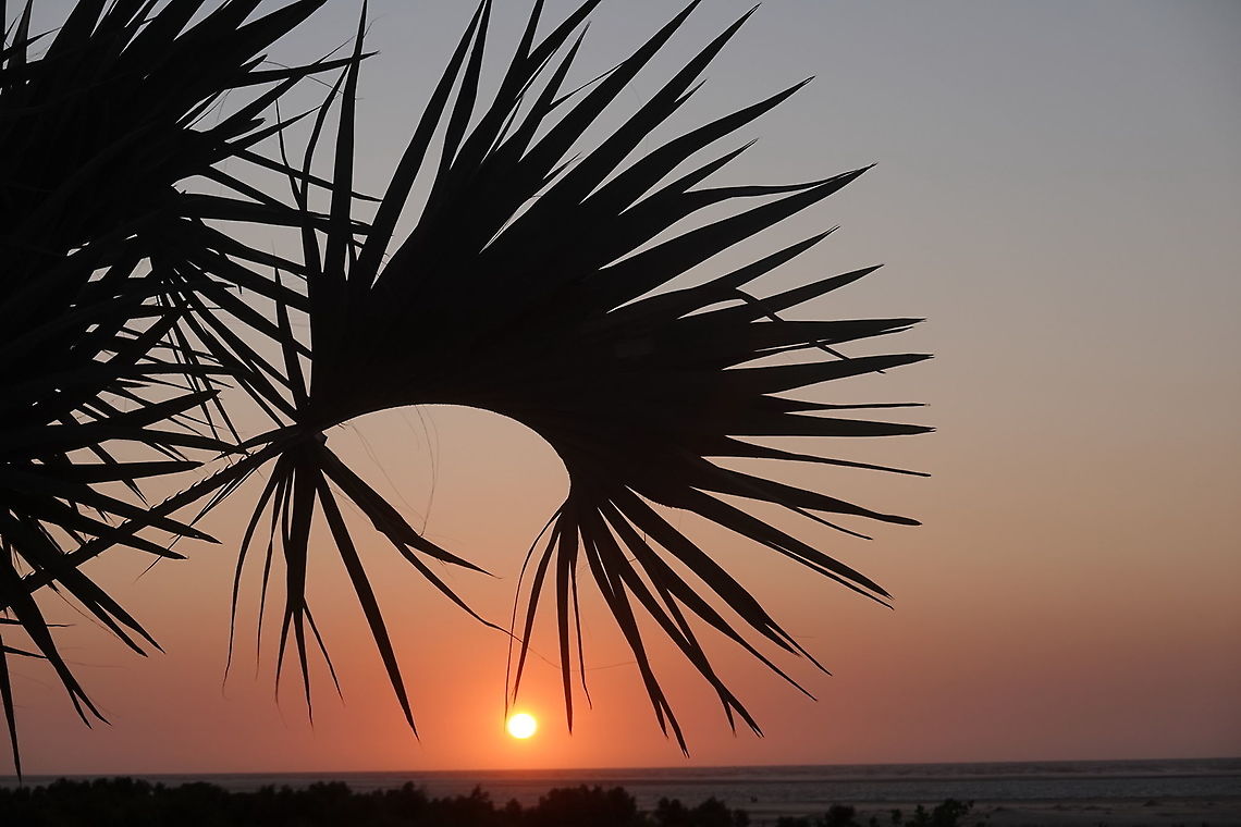 Hyphaene coriacea Madagascar, Morondava Geotagged,Hyphaene coriacea,Lala palm,Madagascar,Spring