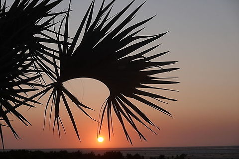 Hyphaene coriacea Madagascar, Morondava Geotagged,Hyphaene coriacea,Lala palm,Madagascar,Spring