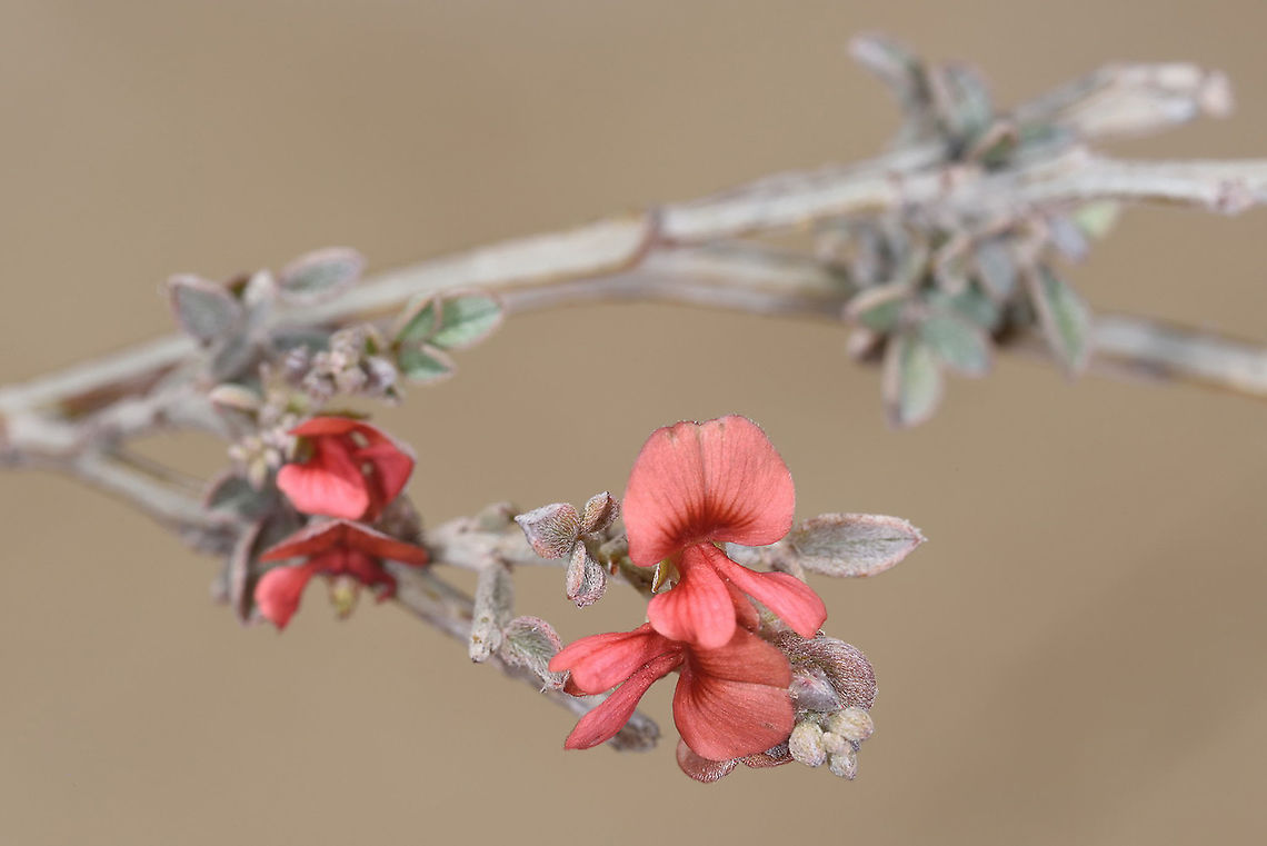 Indigofera mouroundavensis W Madagascar, Ifaty Geotagged,Indigofera mouroundavensis,Madagascar,Spring