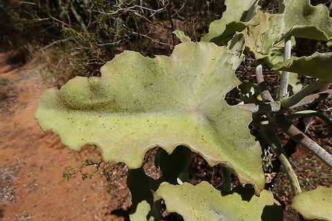 Kalanchoe beharensis Madagascar, Berenty Geotagged,Kalanchoe beharensis,Madagascar,Spring